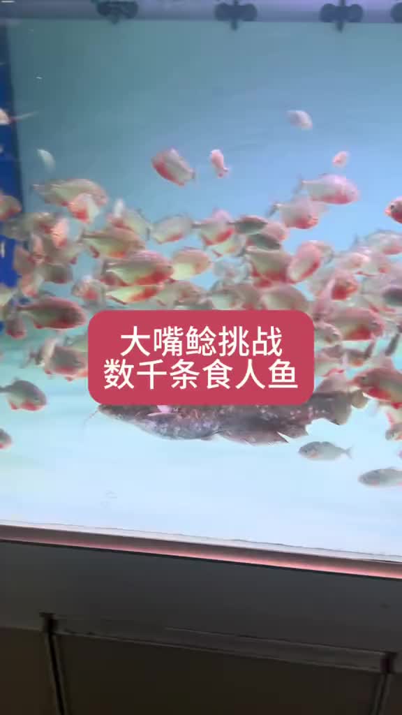 @Monsterfishkeeper