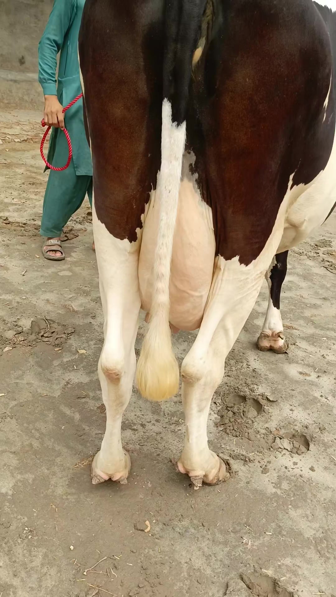 @Usmandairyfarmlayyah