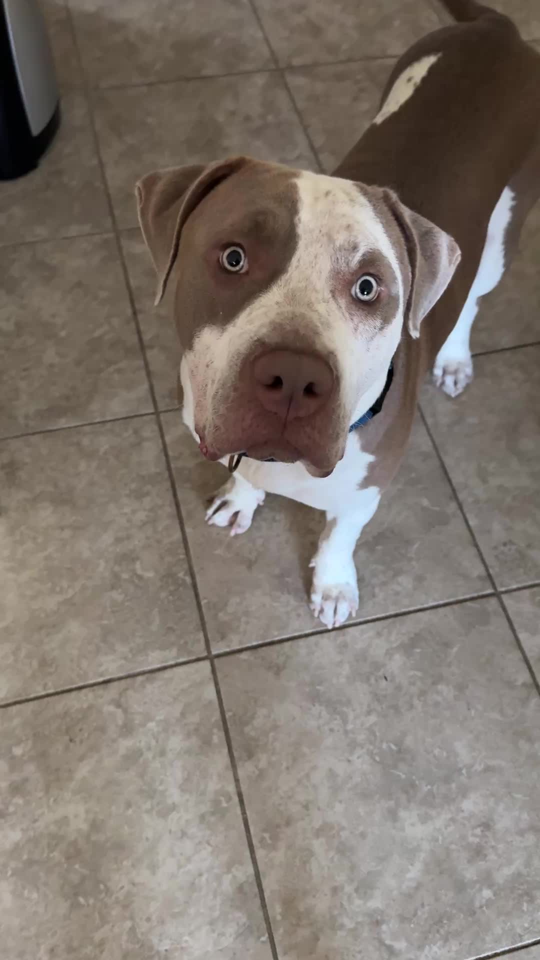@earl_the_drooling_dog