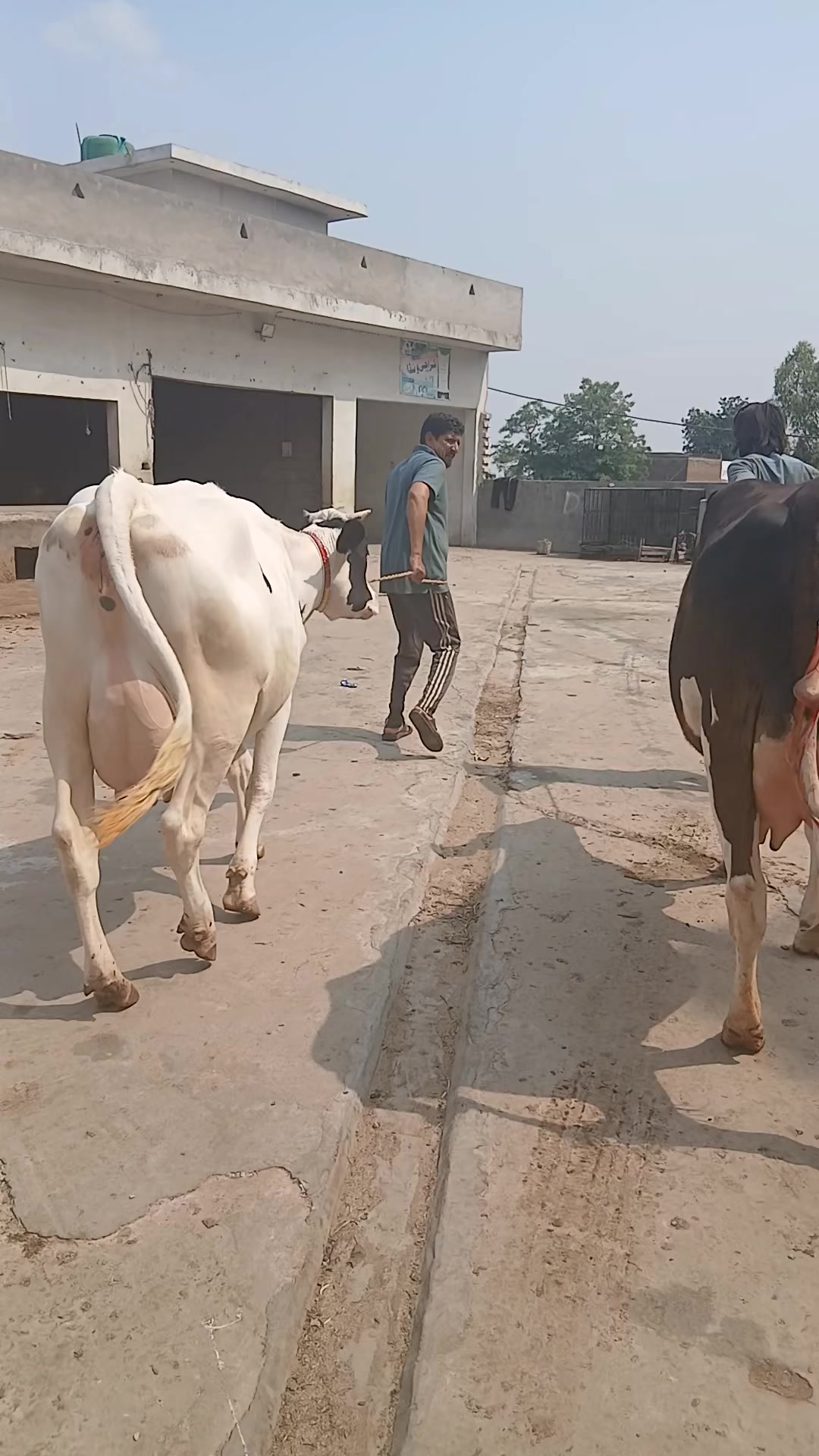 @Farming and Business Ideas