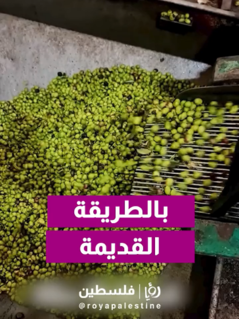 @Royapalestine رؤيا فلسطين