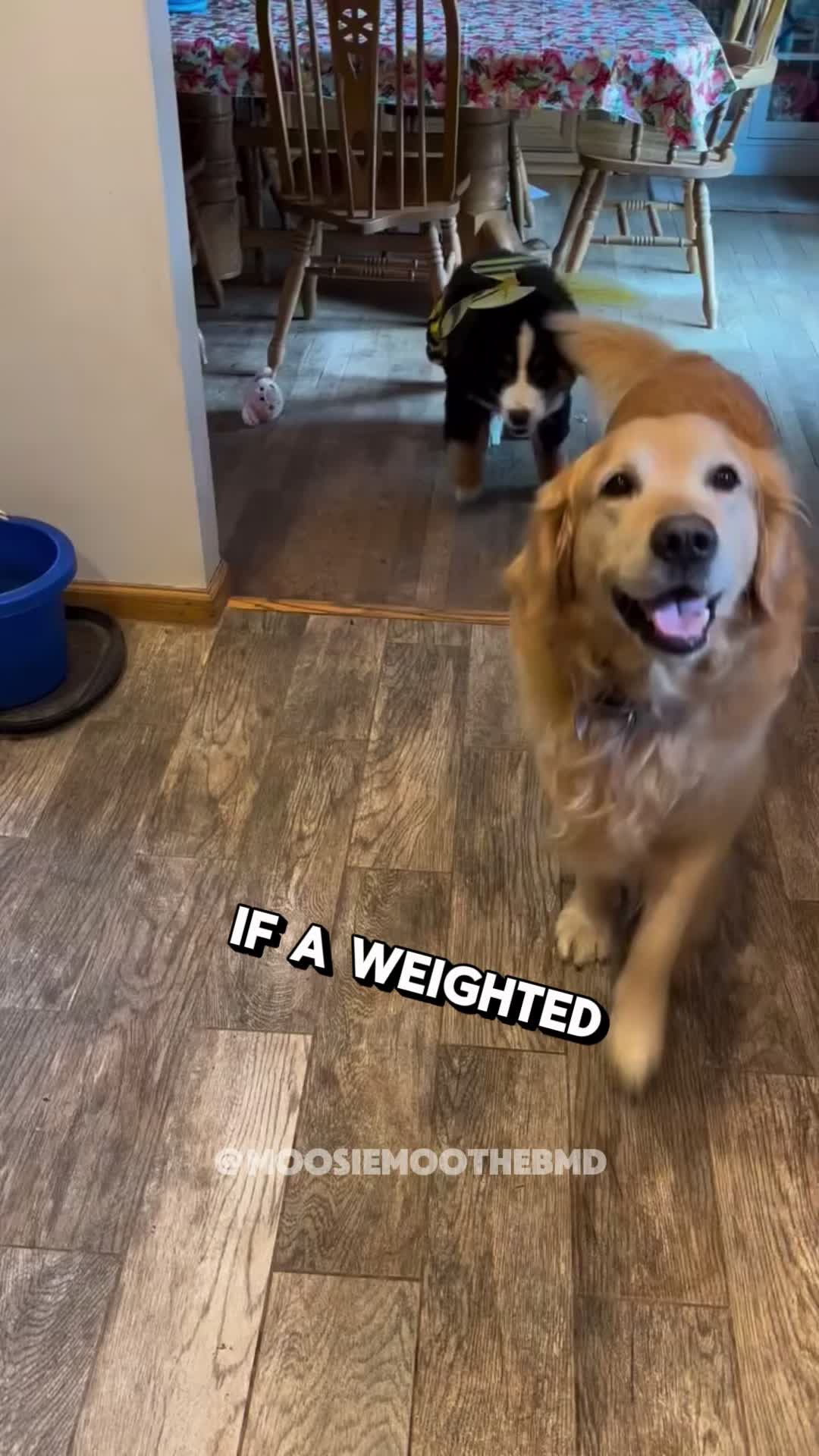 @PawblemsDaily