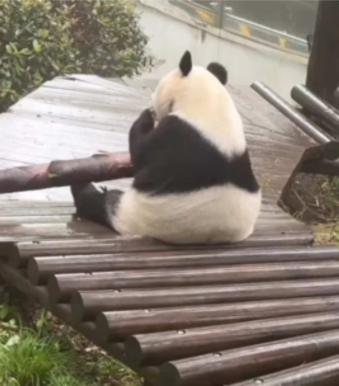 @Cute Animals 🐼