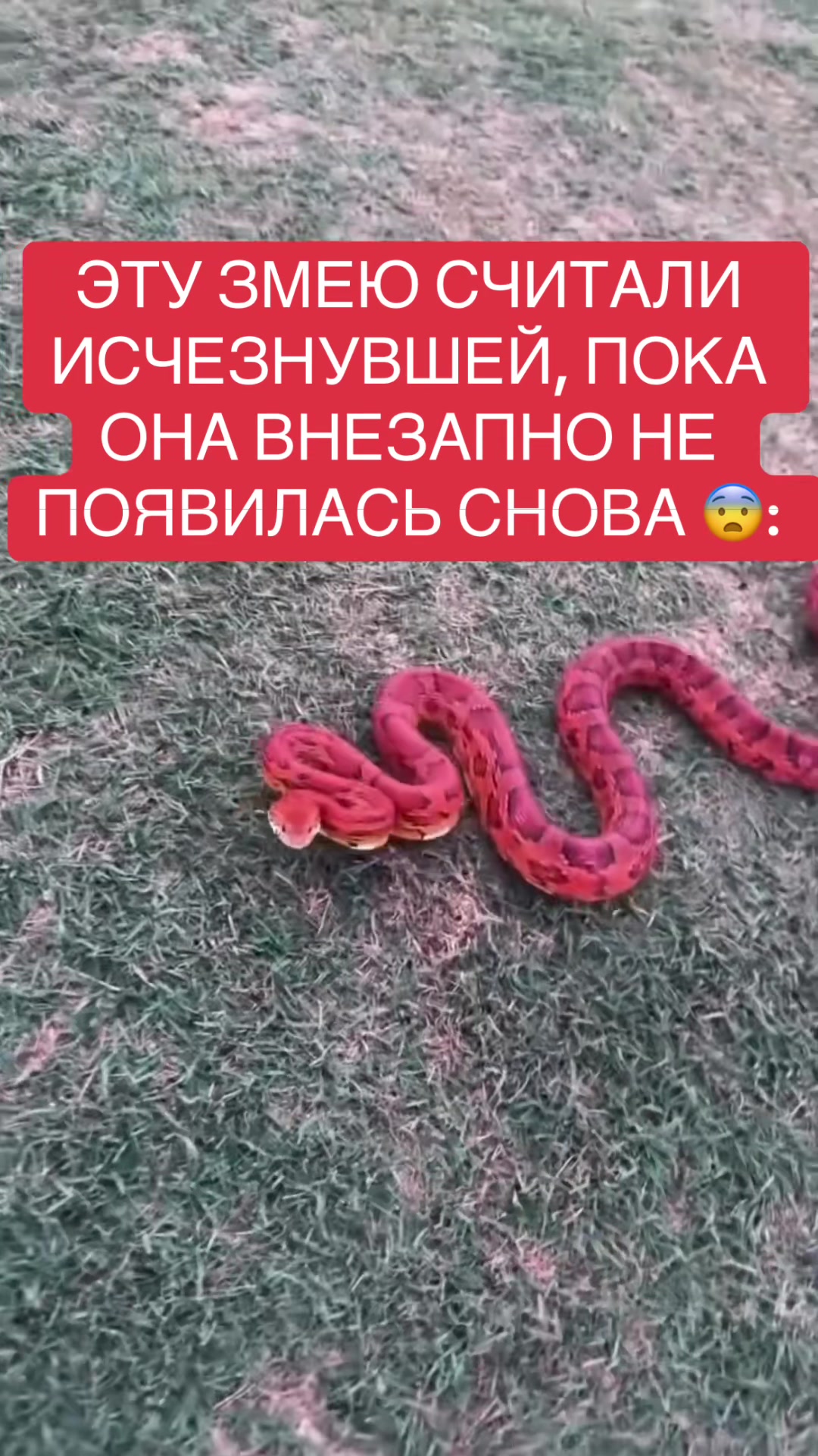 @shoblinskis