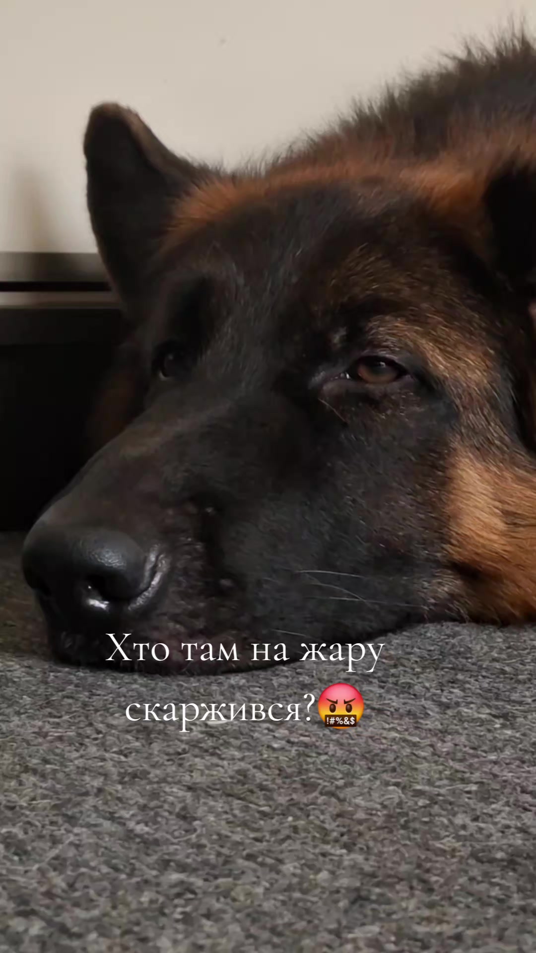 @МАТЬ ДРАКОНІВ🤣