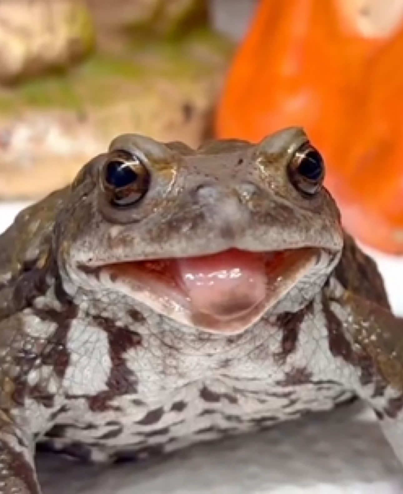 @toadhearted