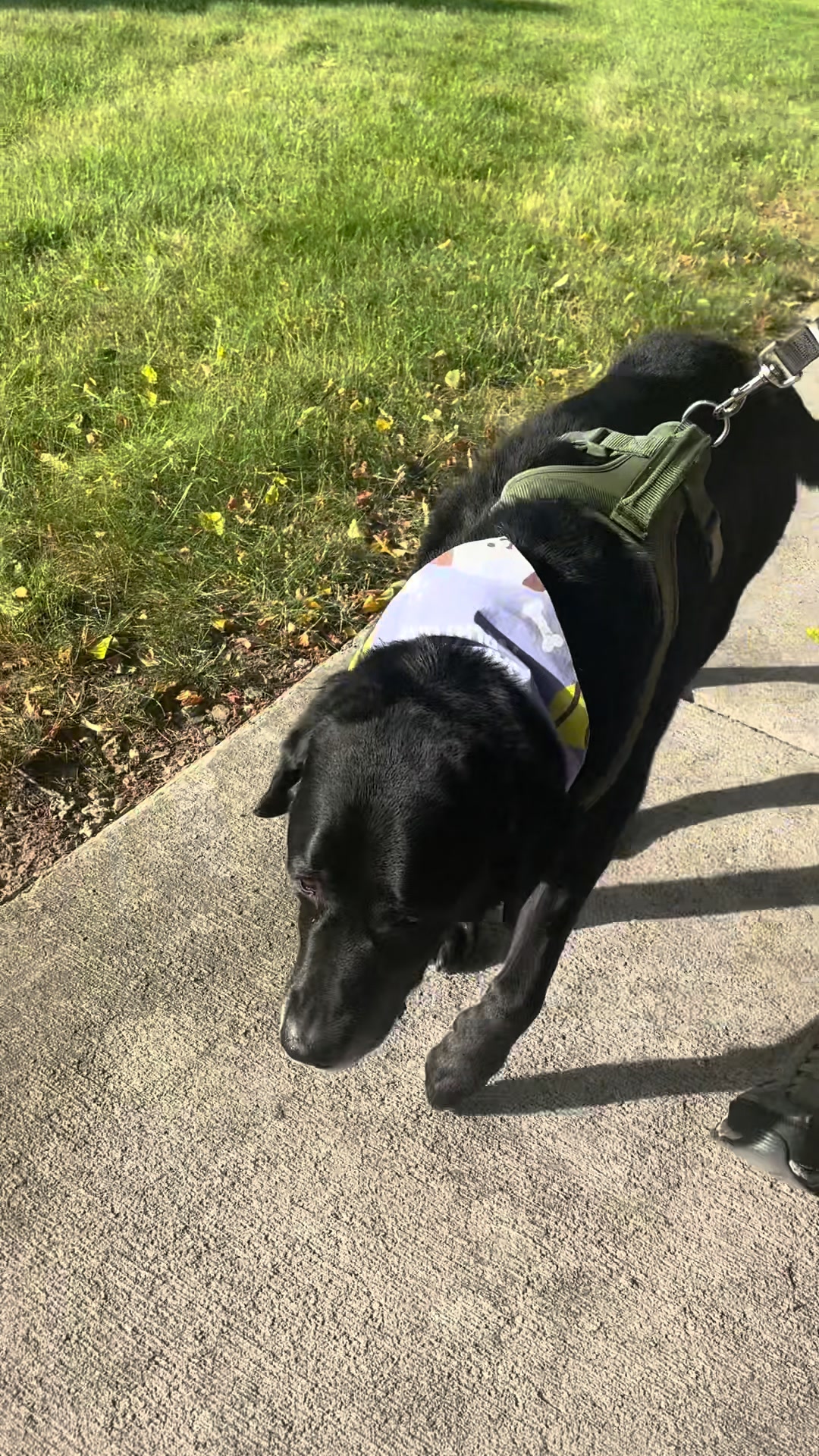 @rubenblacklab