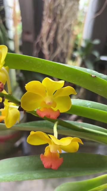 @Anarda Orchids