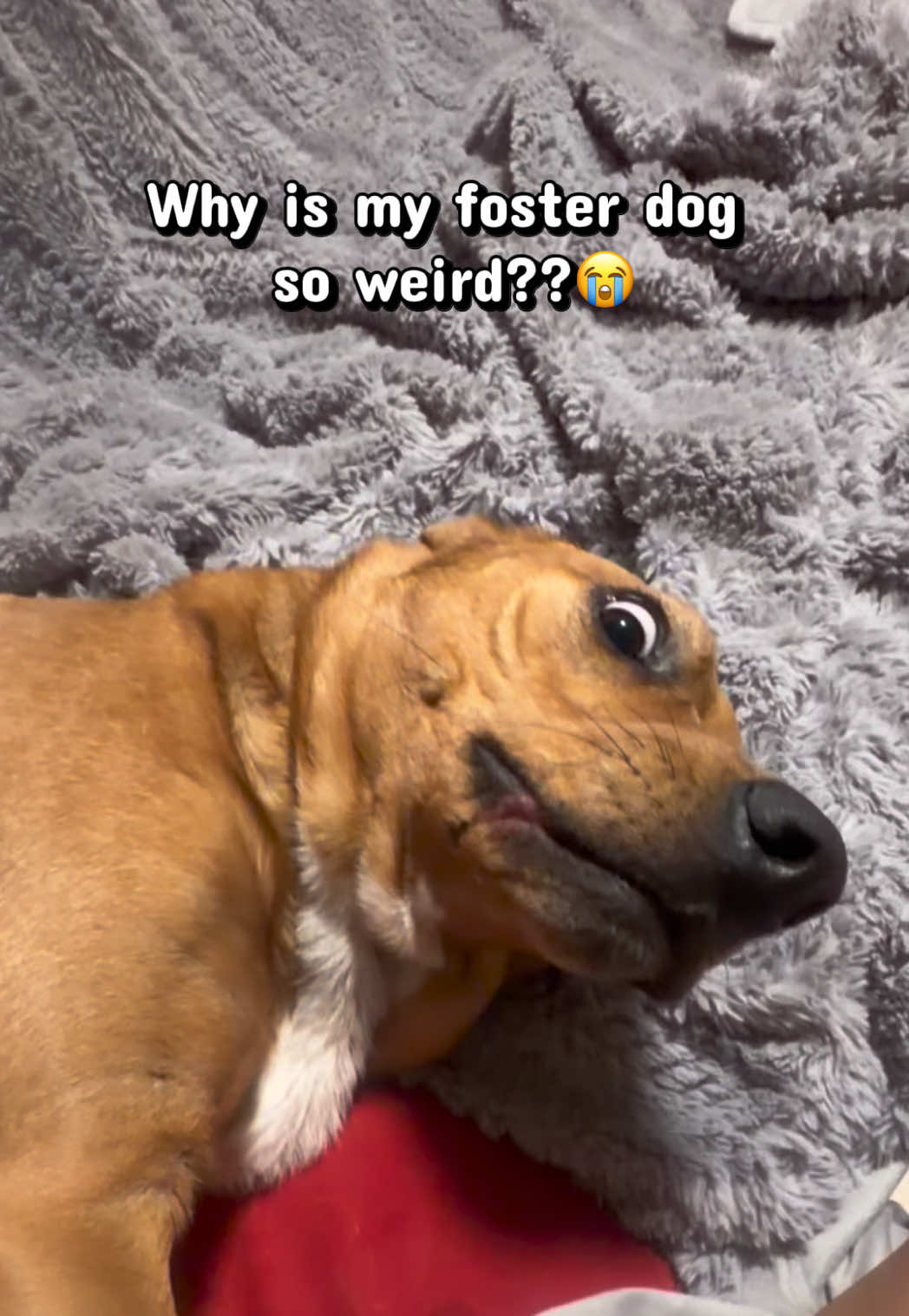 @emilyloves.shelterdogs