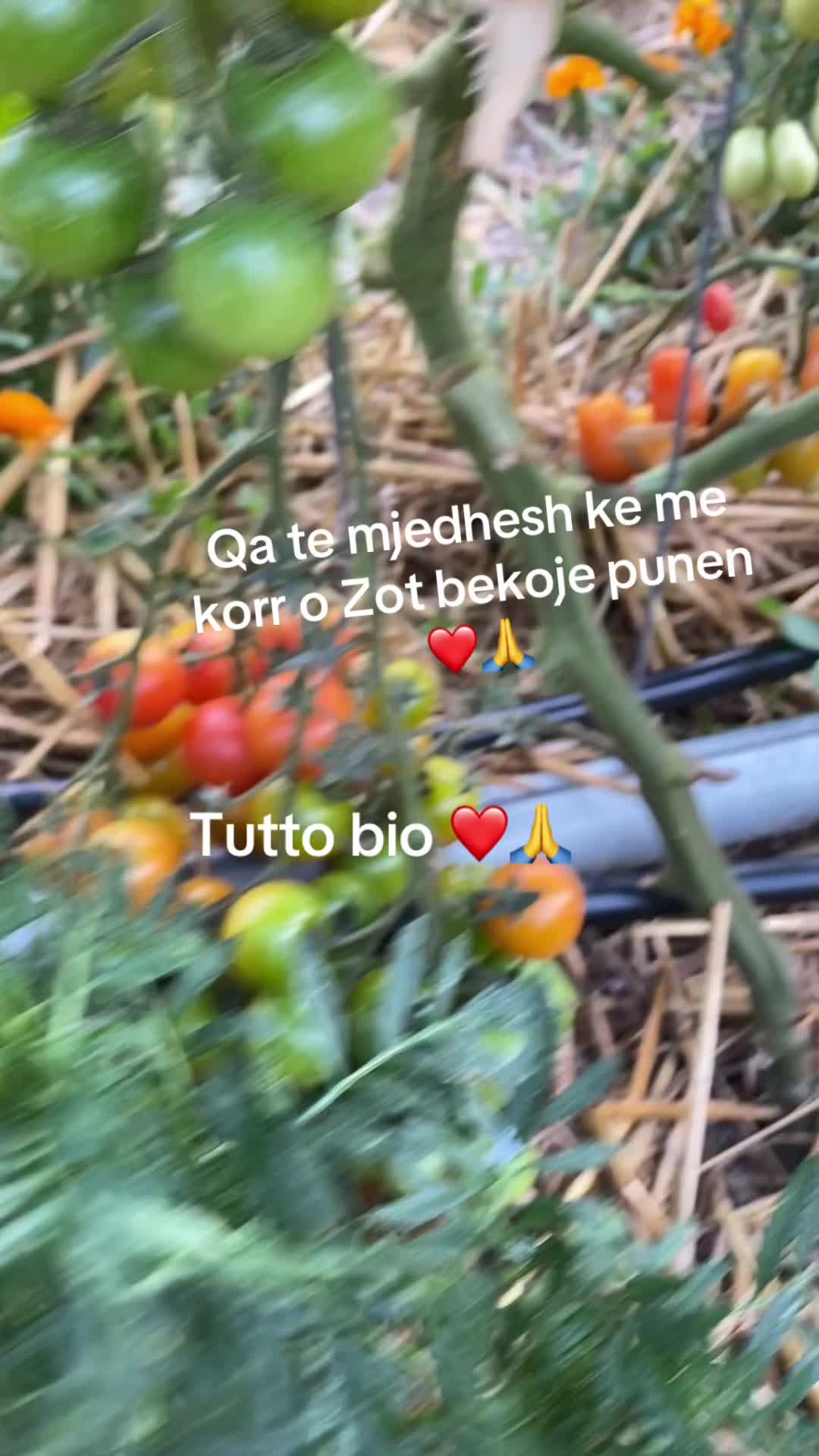 @Ganxhe Marku