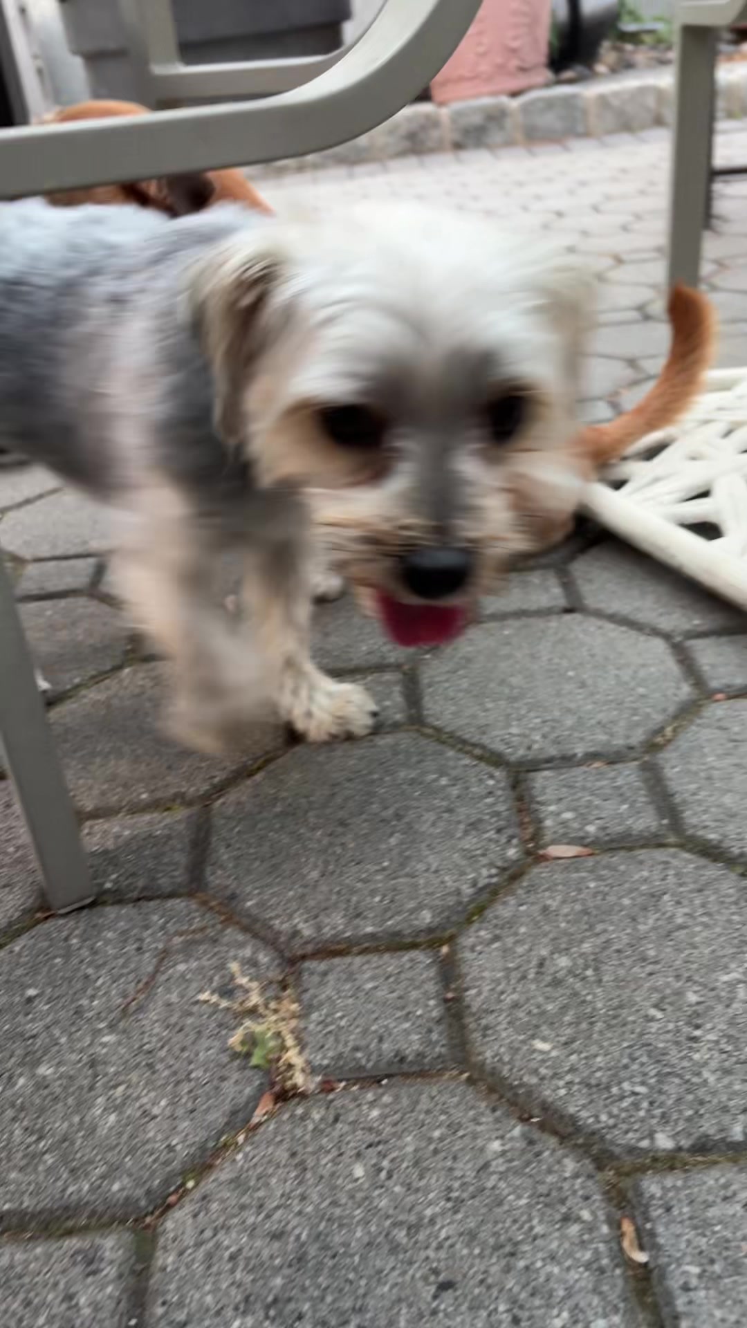 @ThePawfectDuo