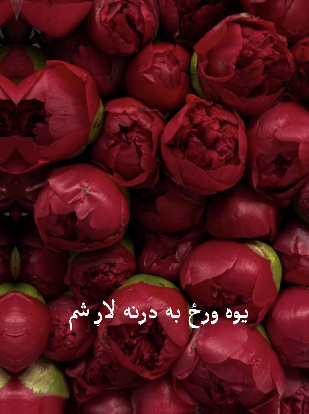 @Diana Abdul Rahimzai