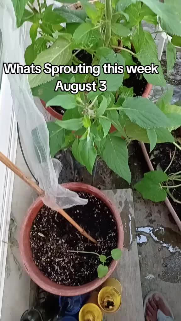 @zoladonsfreshmarketllc