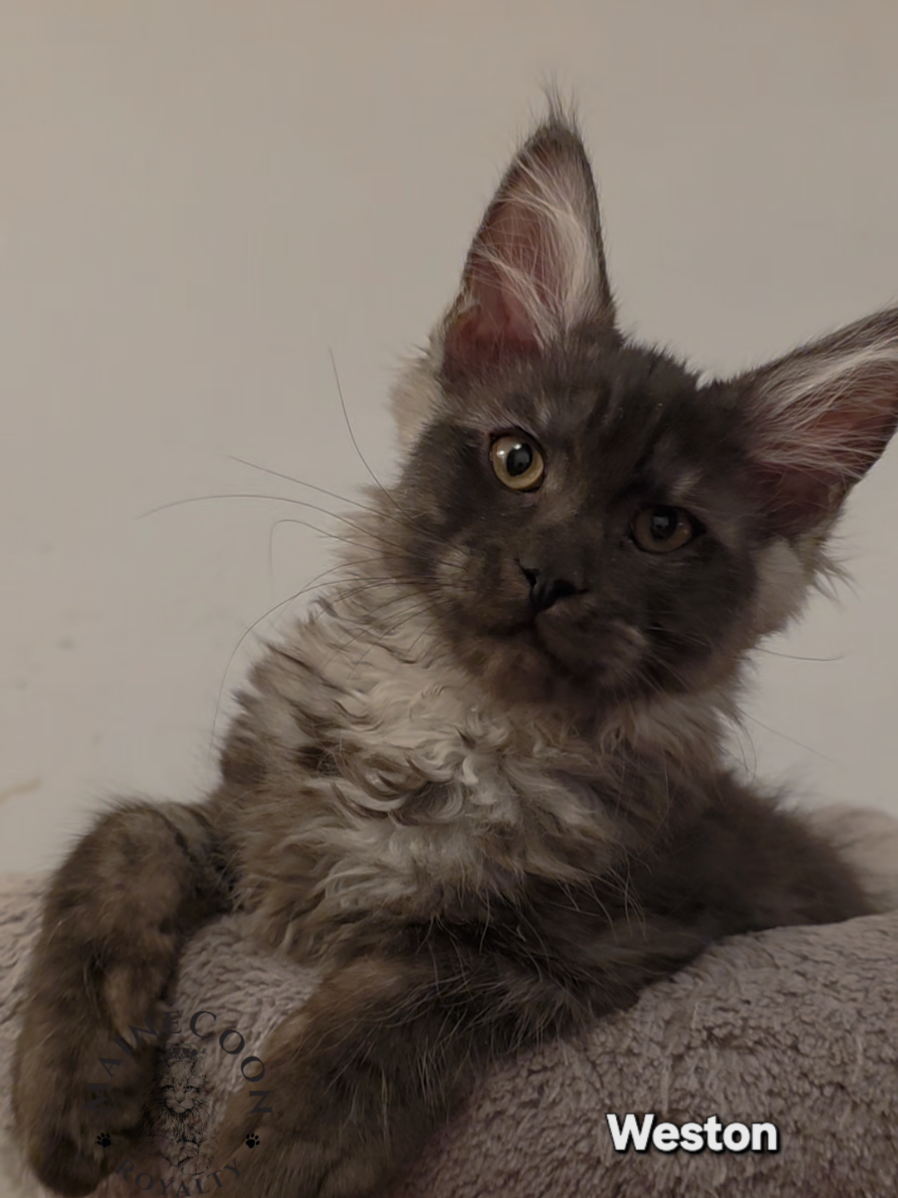 @MaineCoon Royalty