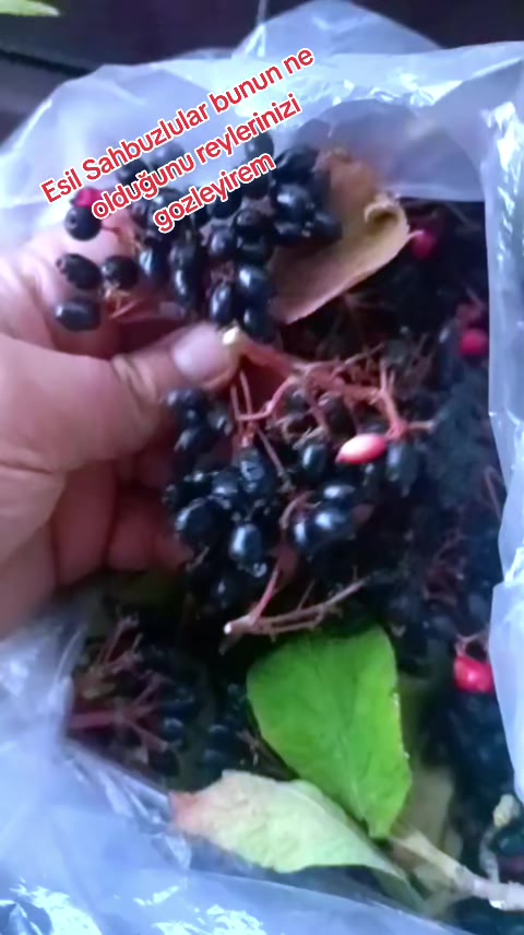 @Solguncicek