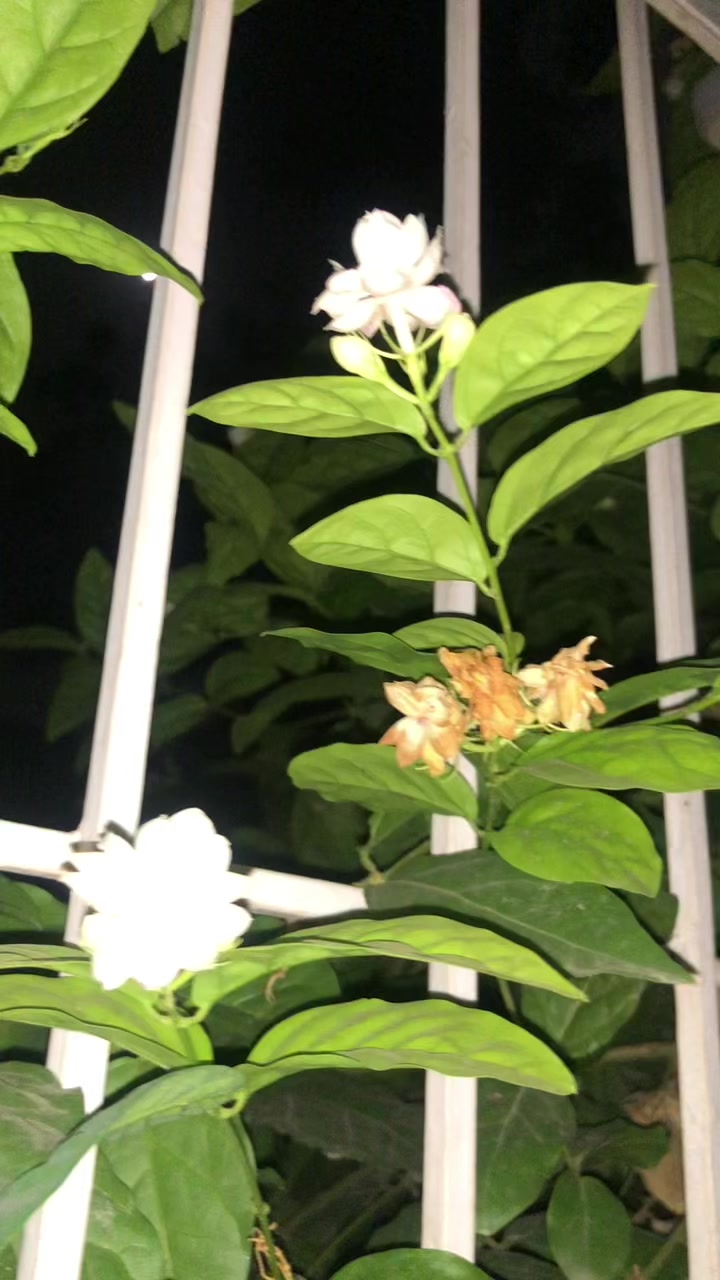 @❣️مسکان ❣️