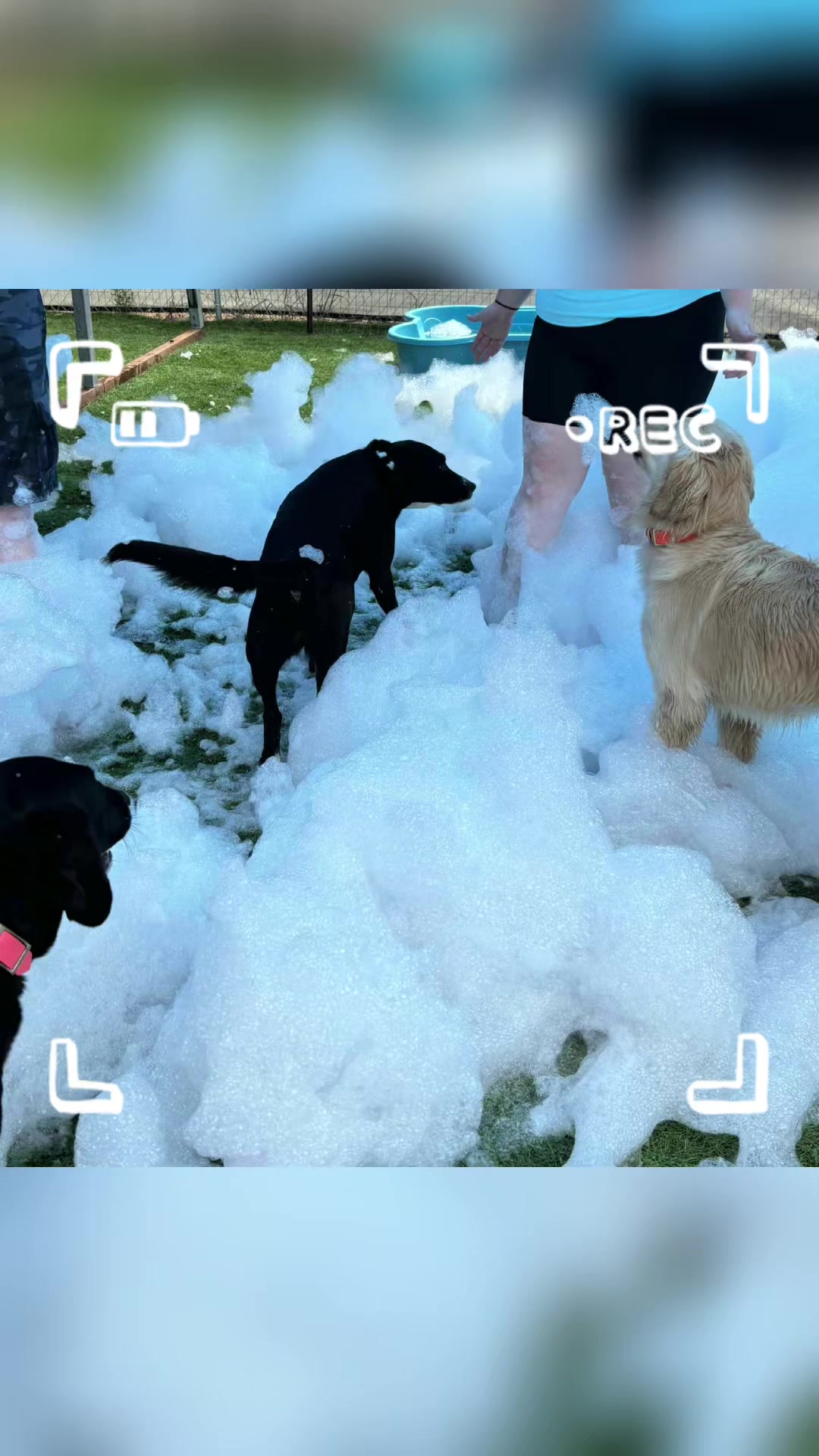 @Hound Housing Doggie Daycare