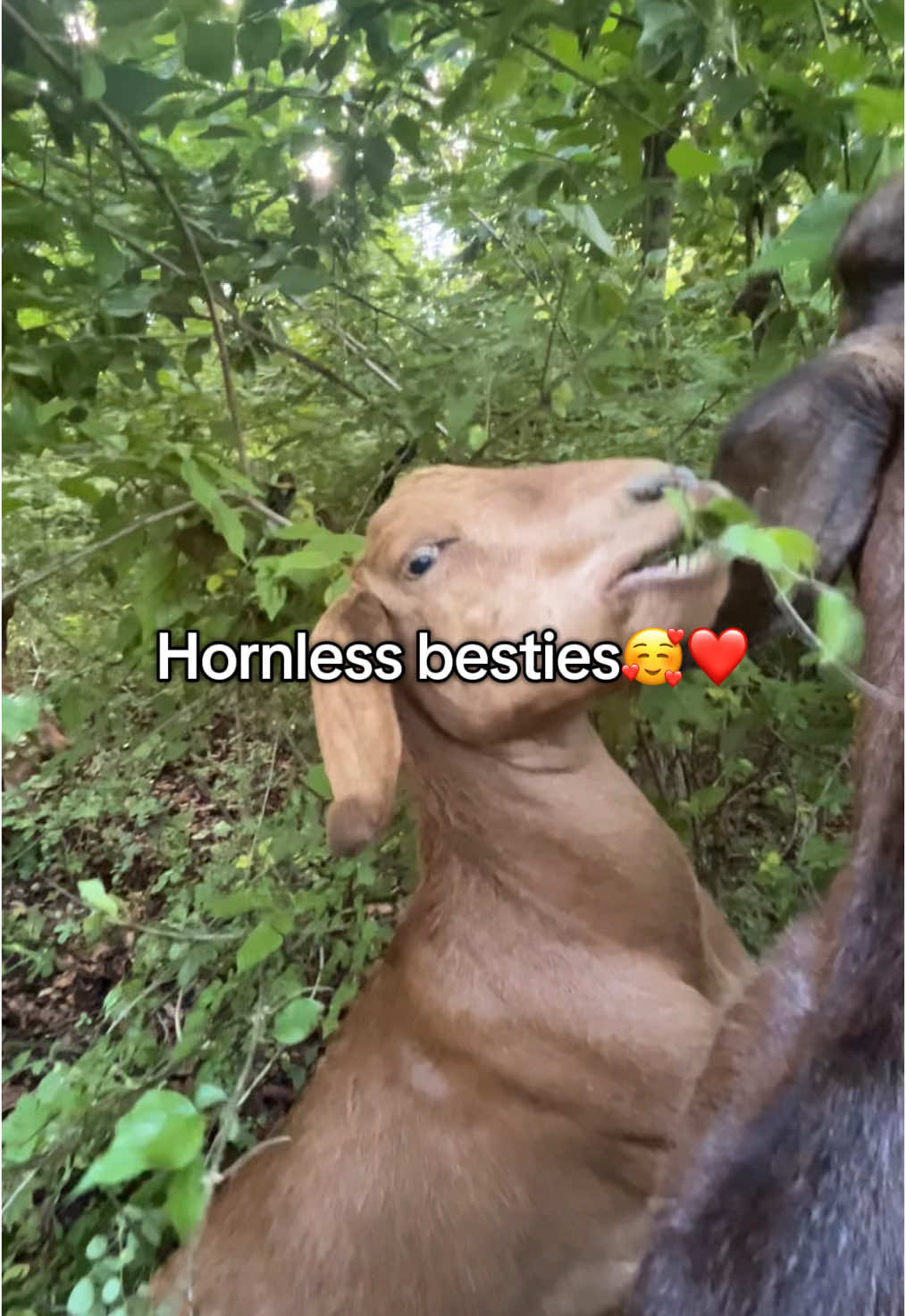 @amazingrazinggoats