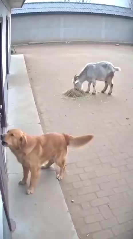 @Funny
