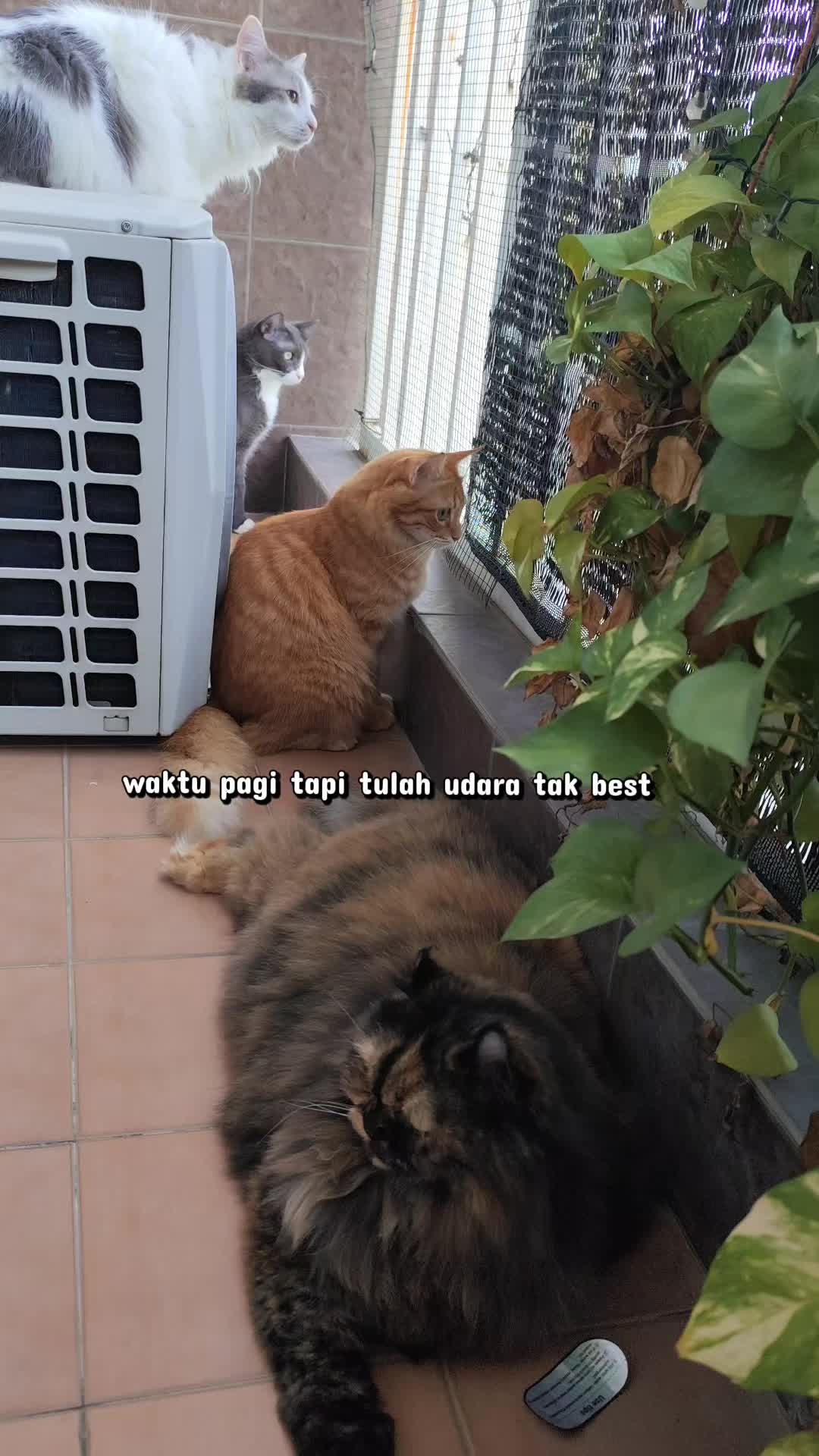 @Omma Kucing 🇲🇾🍉