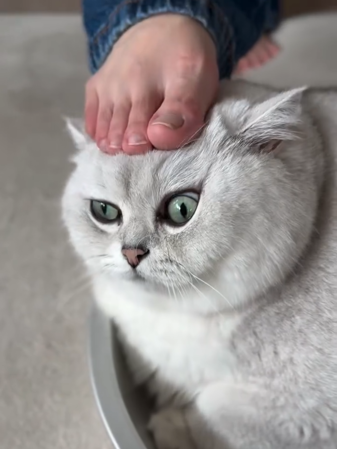 @Chonky World Of Cats