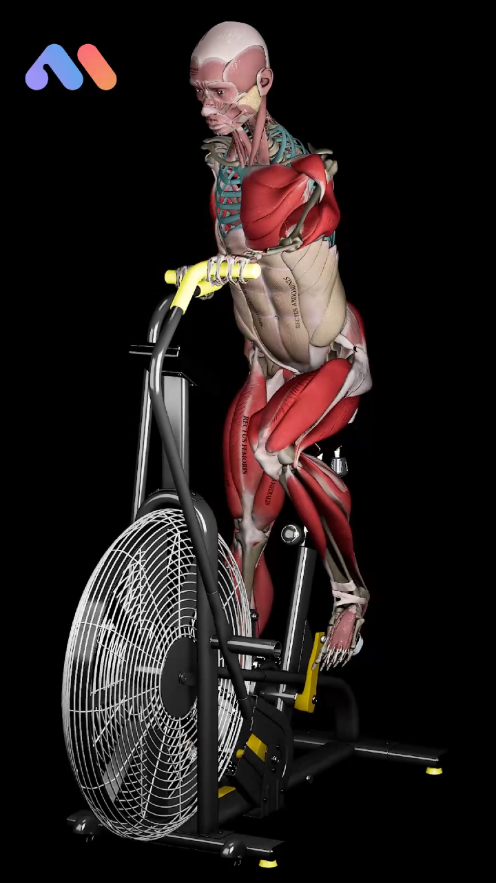 @Muscle & Motion