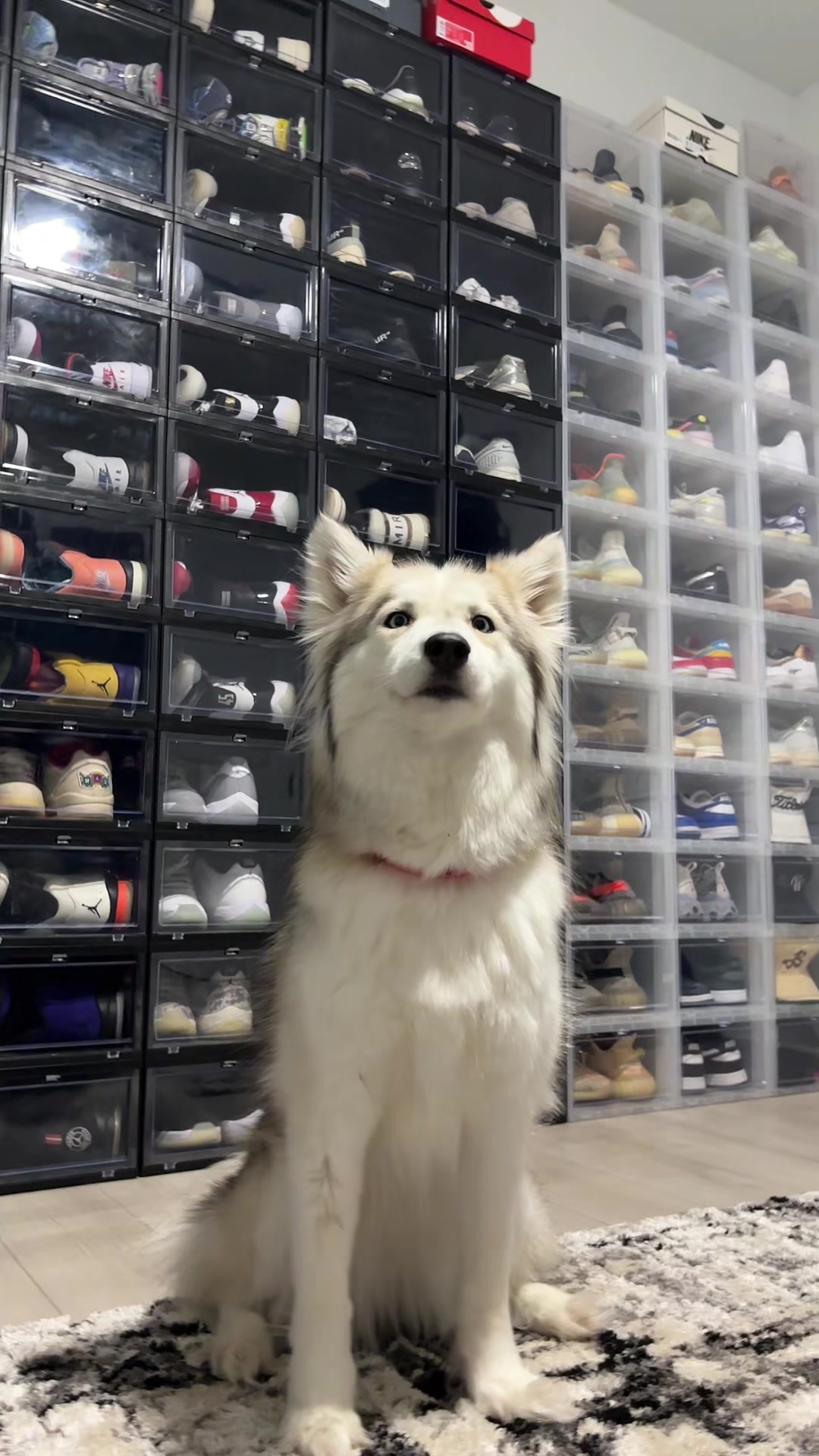 @lifewith2huskies