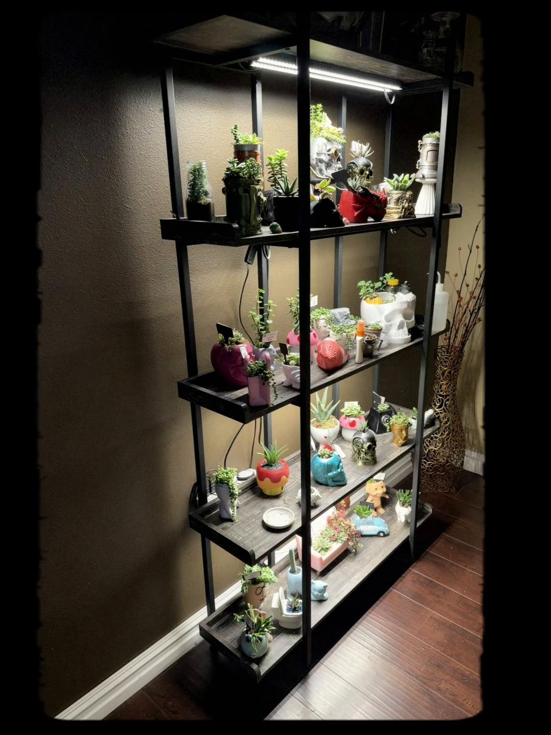 @Skull Mountain Succulents