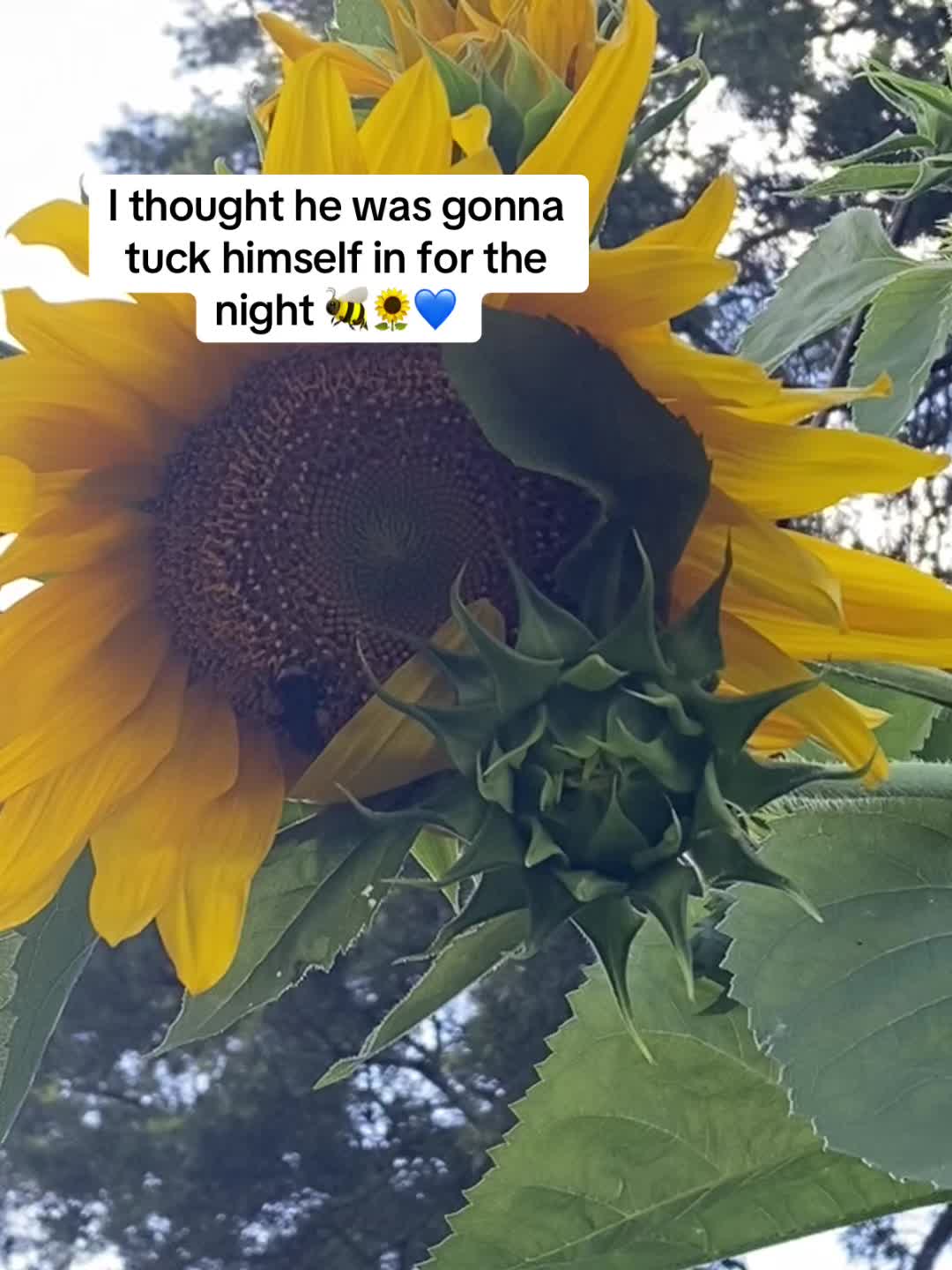 @SpiritSong🦋