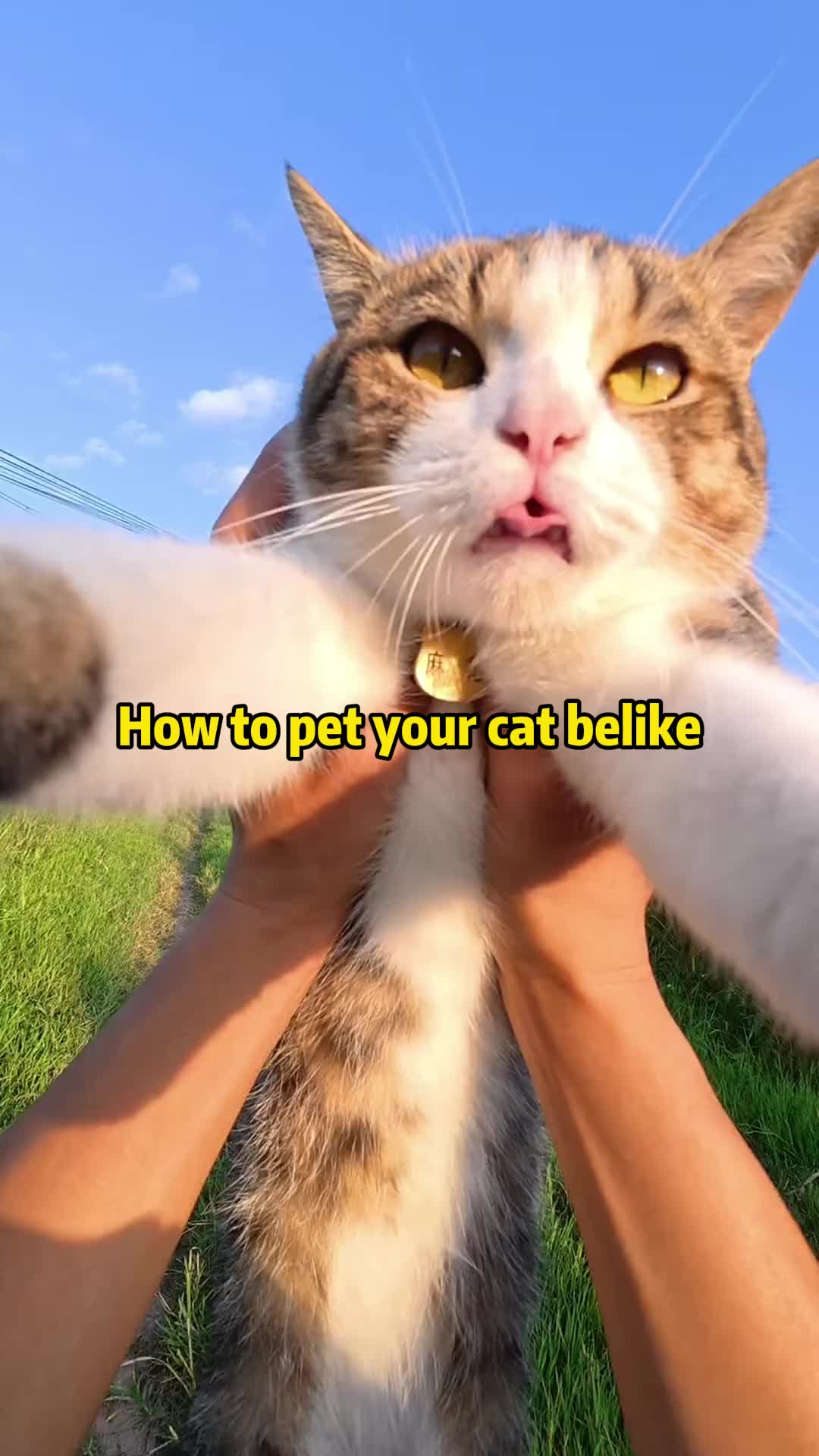@Stray Cat Talkz