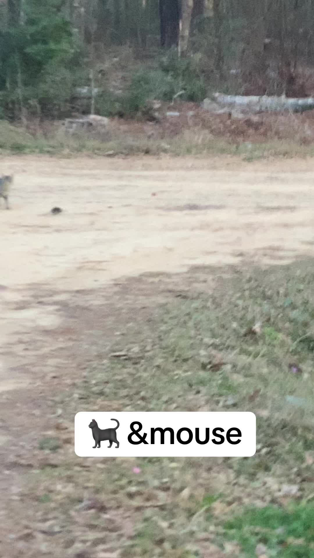 @KingCorso