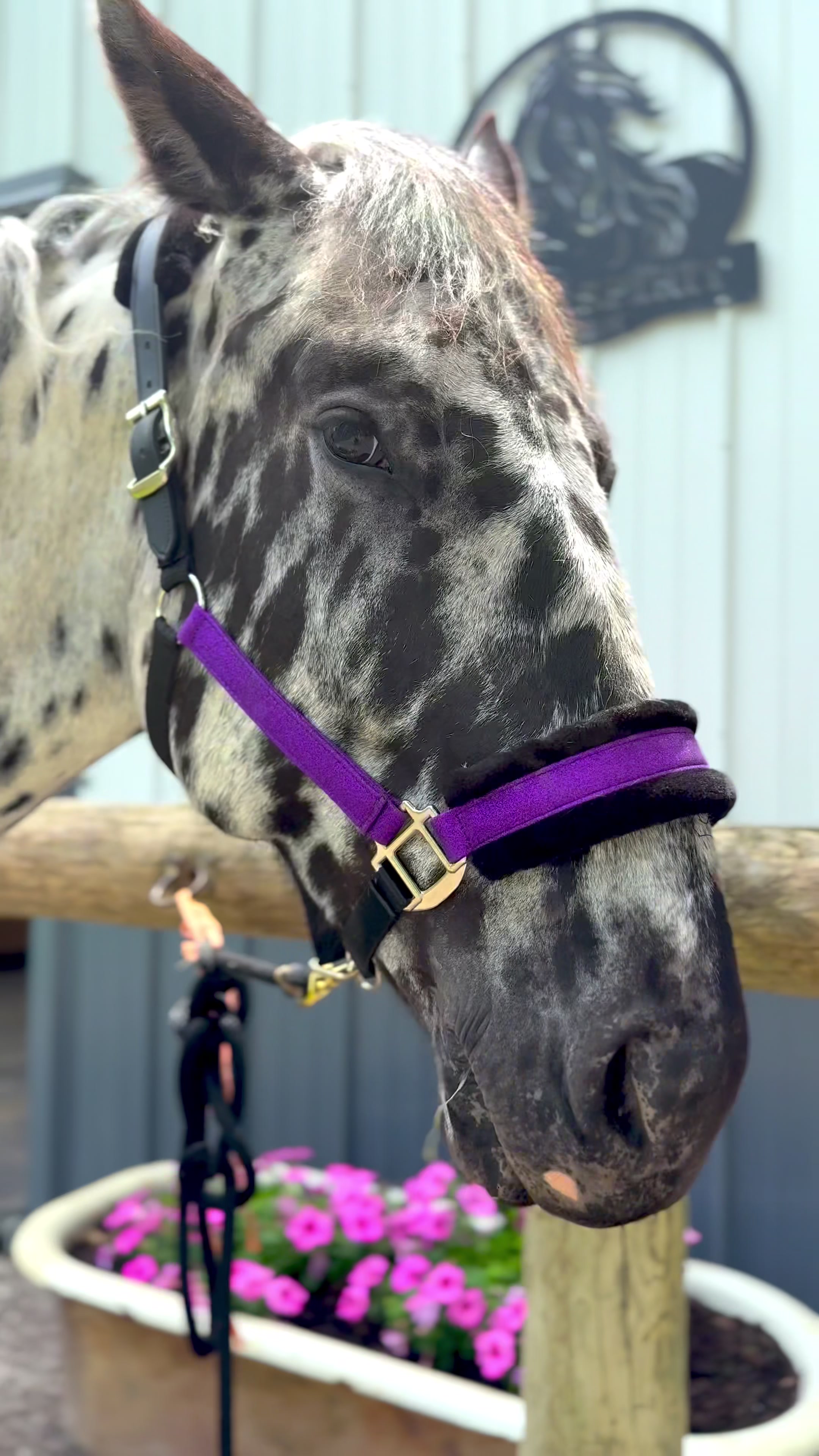 @Free Spirit Equestrian