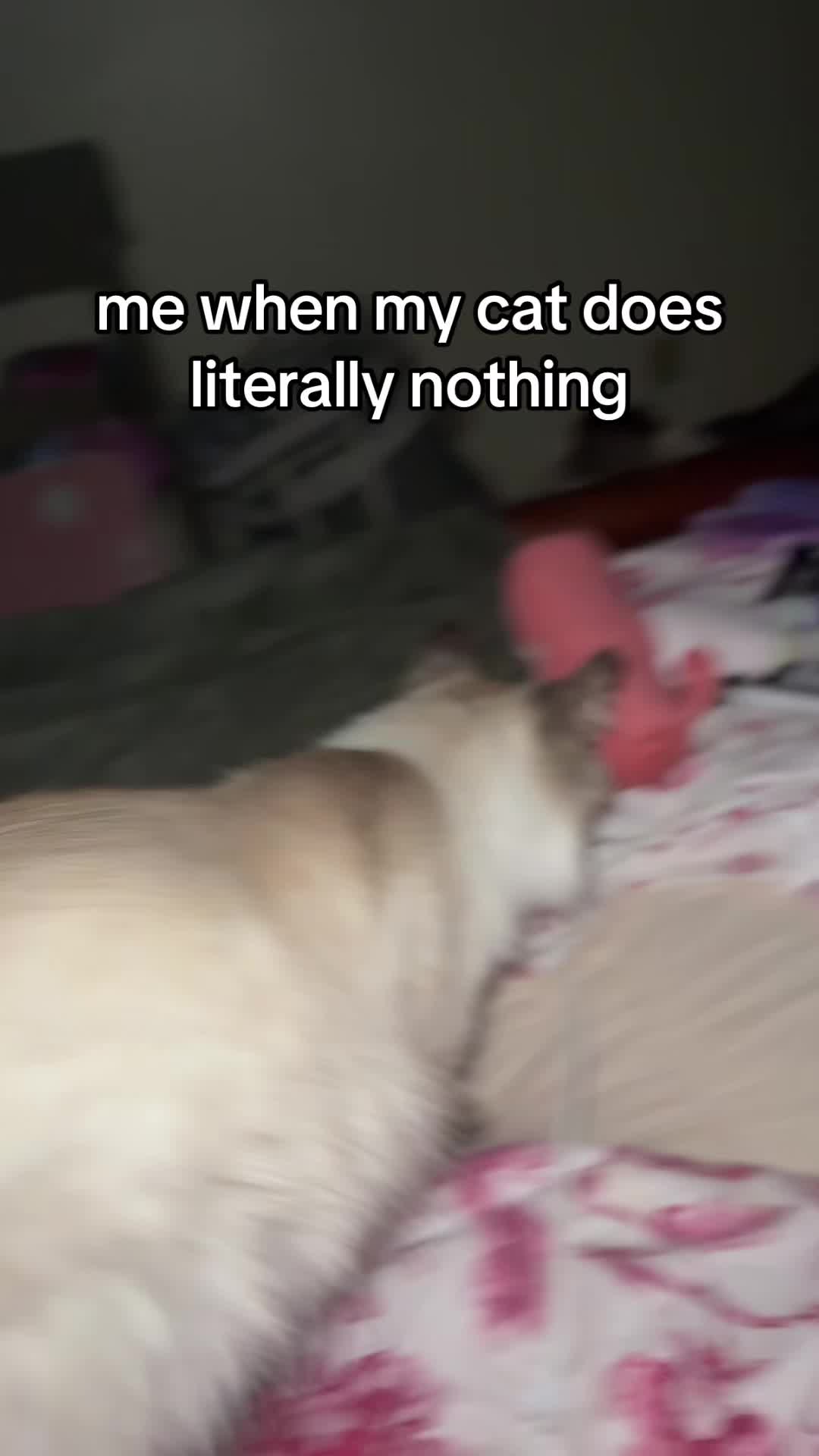 @𝘌𝘵𝘩𝘦𝘳𝘦𝘢𝘭 !! 🪽
