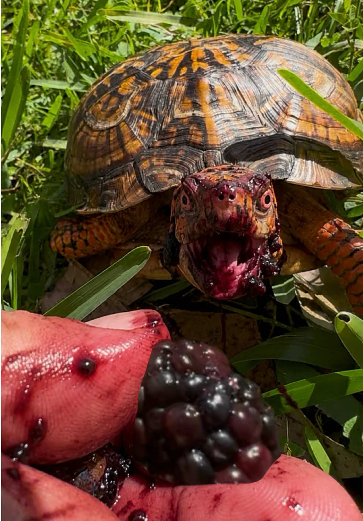 @Tommys_reptiles
