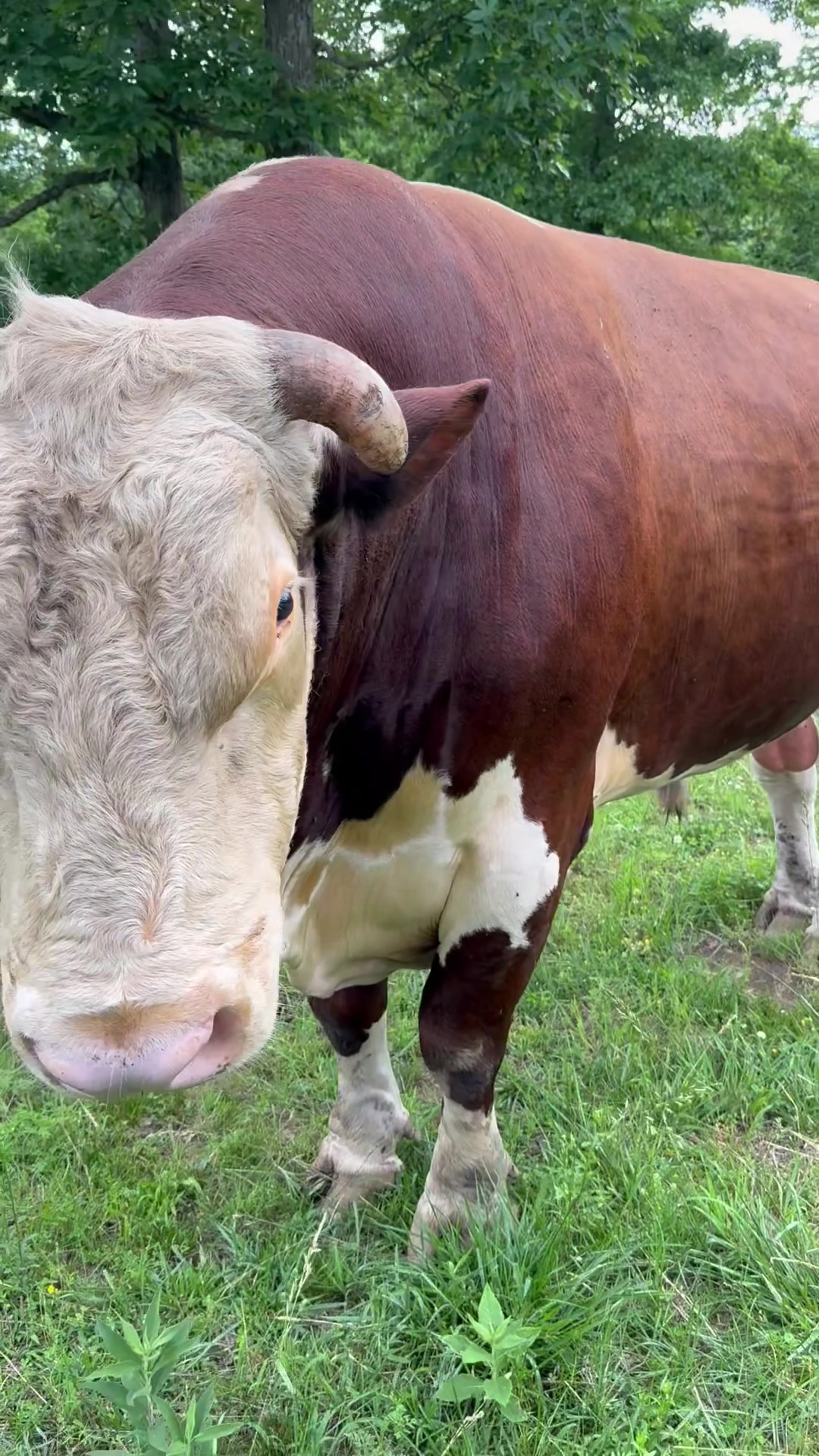 @Rufus The Bull