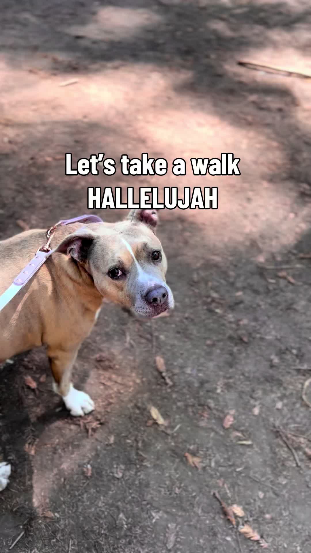 @Indie.pittie