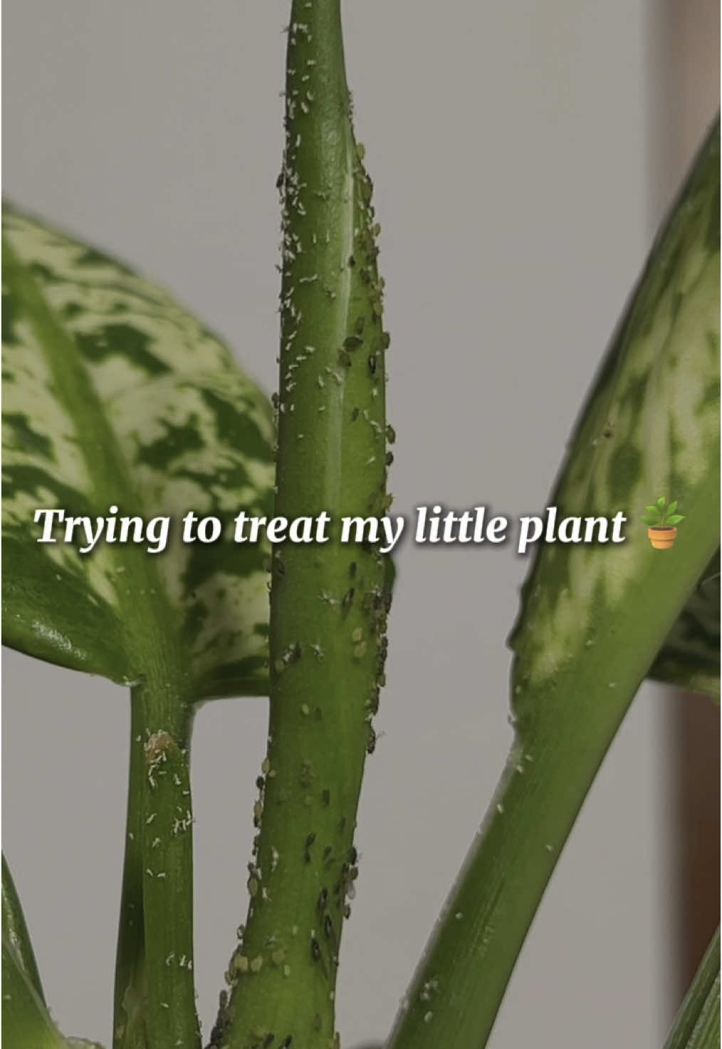 @🌱🪴 رانيا بوبكر 🪴🌱