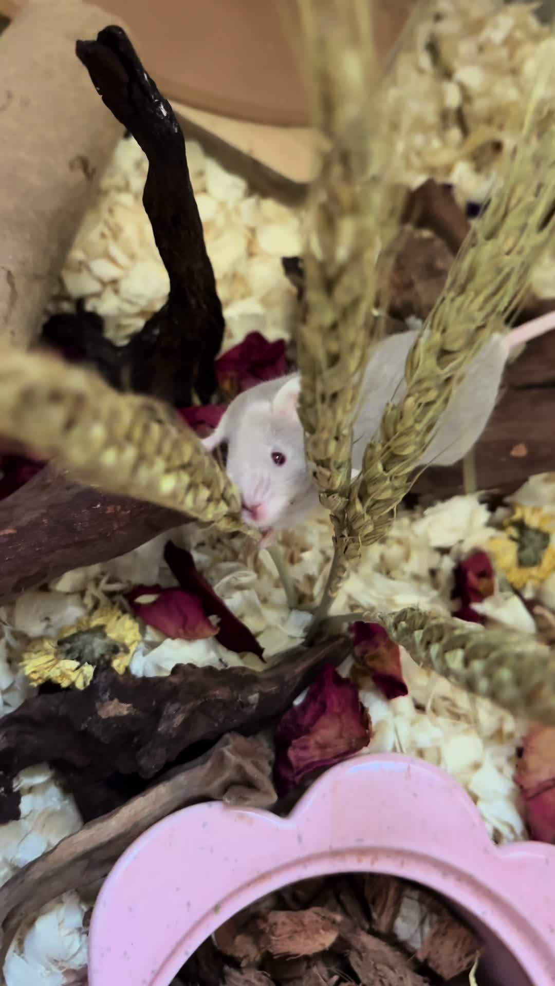 @thatweirdanimalgirl