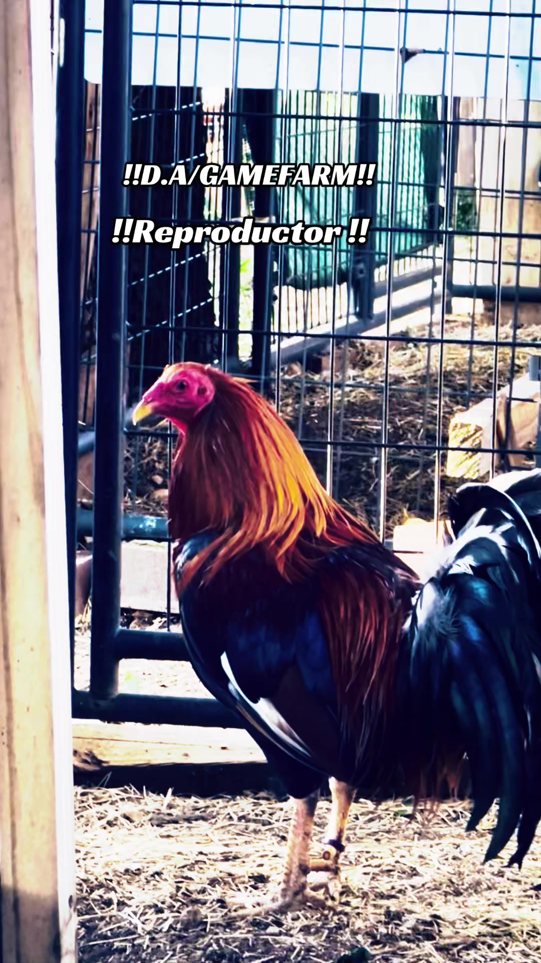 @DAgamefarm