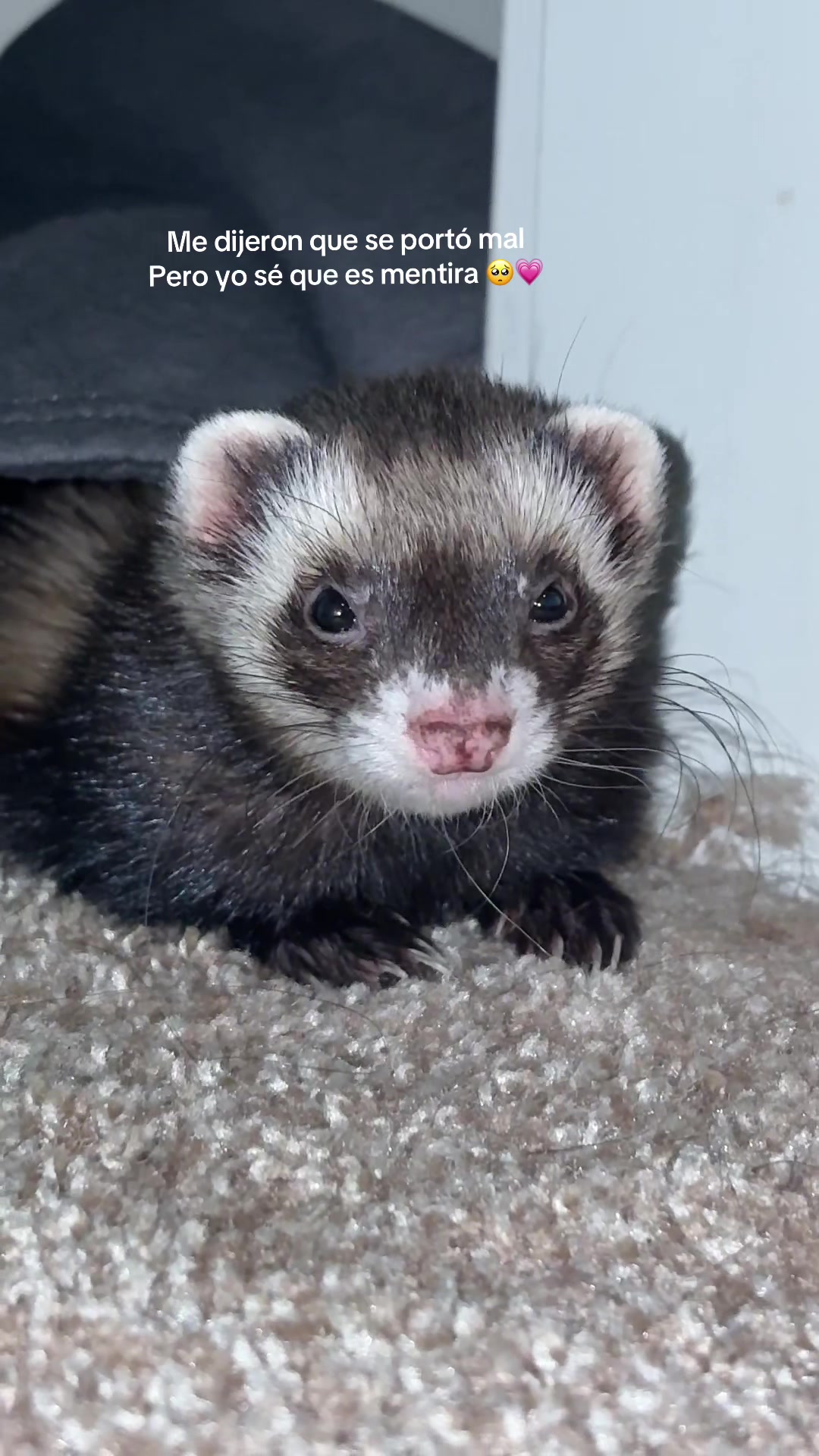 @oliverandstellaferrets
