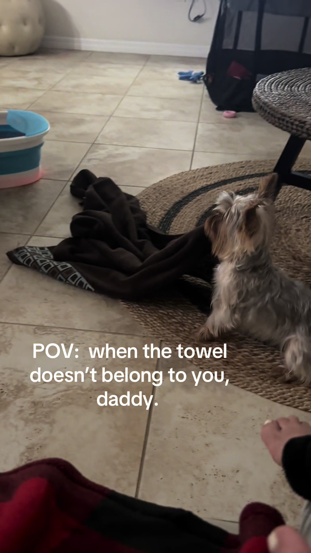 @Penny the Yorkie