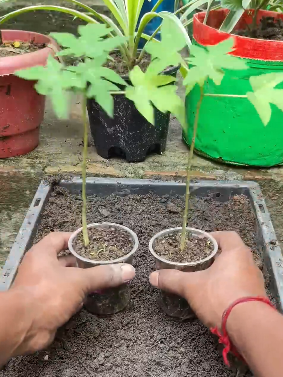 @PlantsLife
