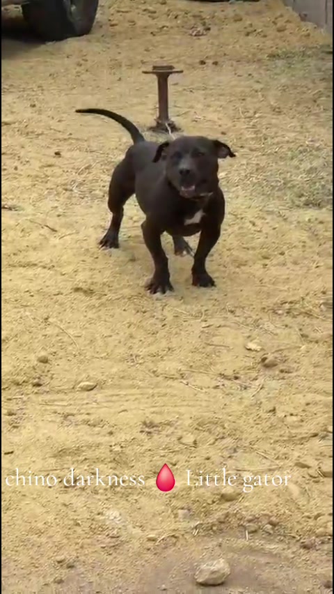 @PICENO GAME DOGS KNLS