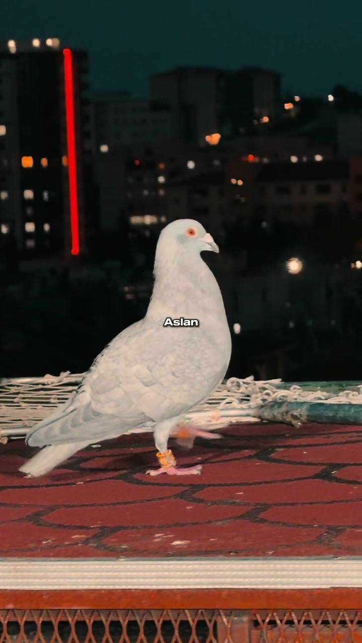 @Kadir Cengiz