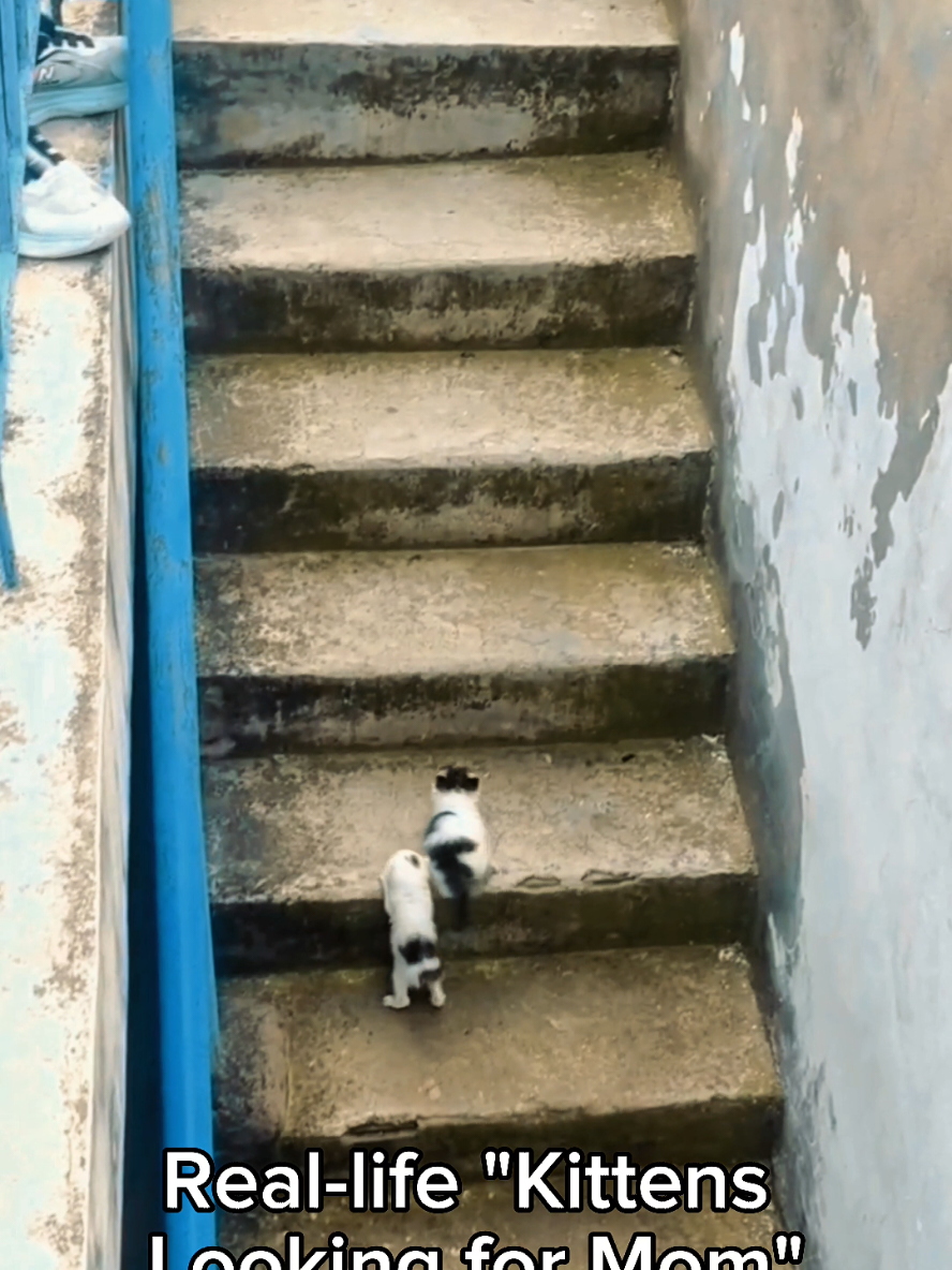 @Cat Lovers Club