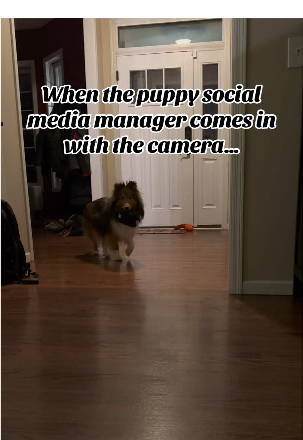 @Pepin The Sheltie