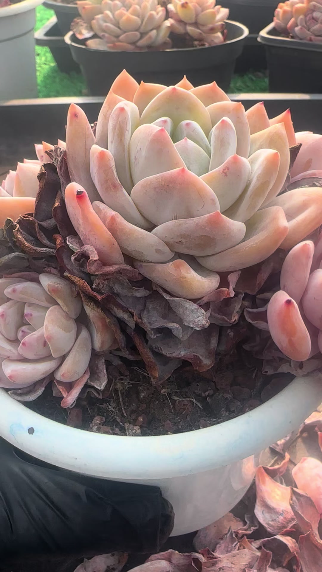 @云萌多肉