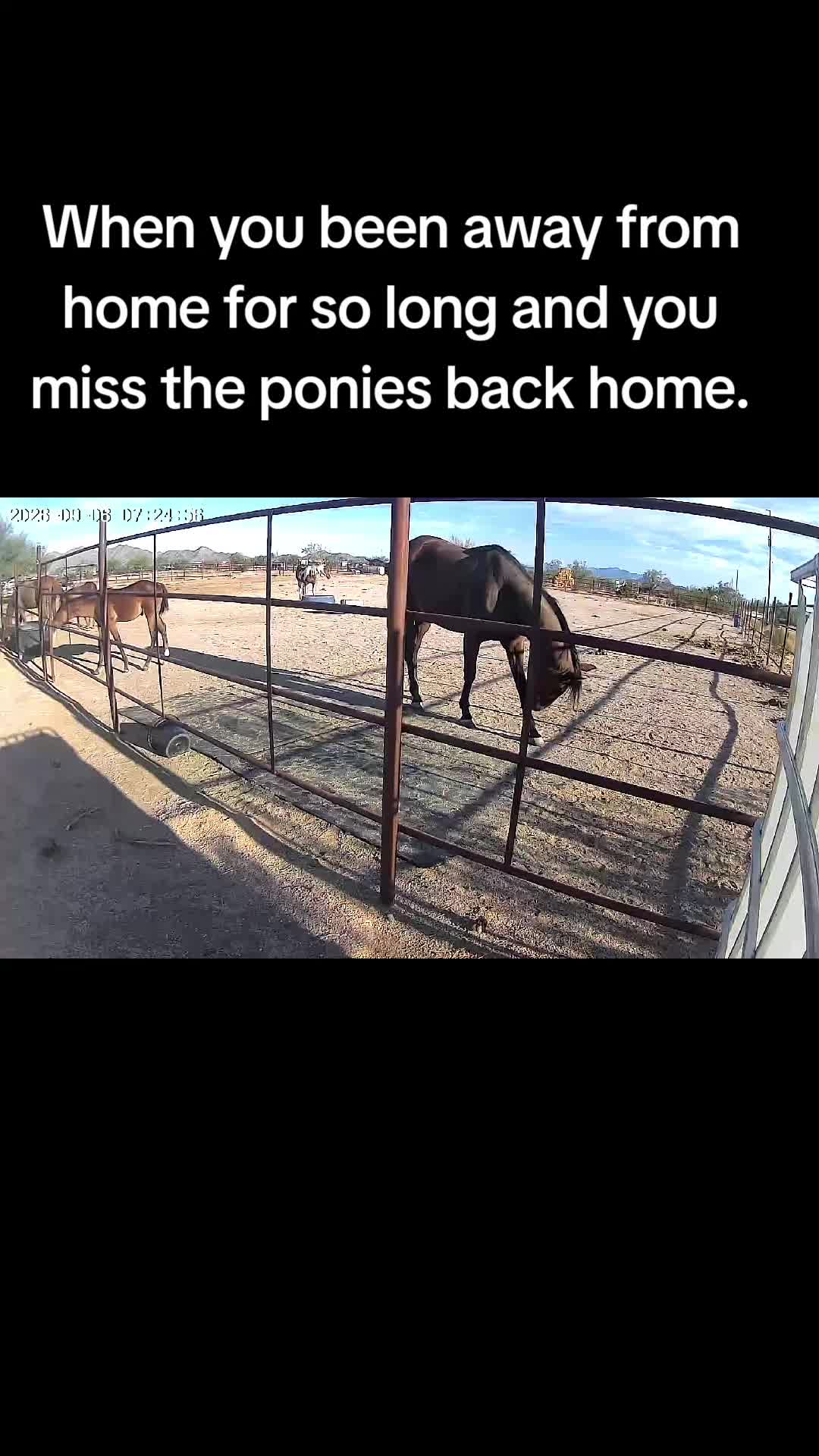 @🐎🐴picture perfect🐴🐎