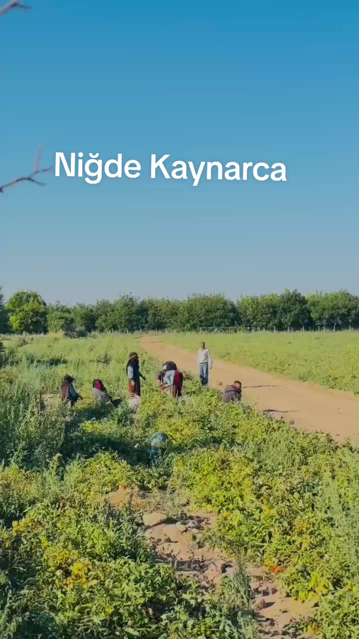 @mahmut çavuş