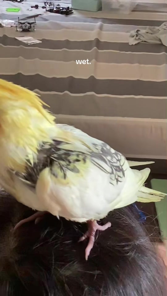 @Lemon_the_cockatiel